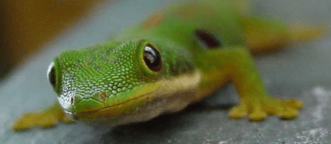 Image: Close-up of a green gecko from the GEICO campaign, showing detailed scales and a focused eye, resting on a blurred gray surface. -- D.C. Douglas