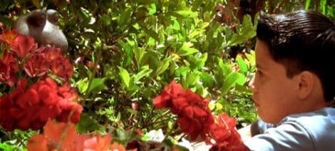 Image: A young boy with dark hair is peeking through vibrant red flowers and lush green foliage, with a subtle hint of sunlight illuminating the scene on Mentor's Day. -- D.C. Douglas