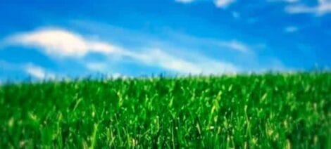 Image: A blurred image of a vibrant green grass field under a clear blue sky with wispy clouds, conveying a peaceful Thanksgiving message. -- D.C. Douglas