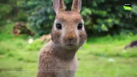 A close-up image of a rabbit with prominent ears and a neutral expression, set against a blurred green background.