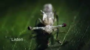 Close-up image of a leafcutter ant on a green leaf with a focus on its head and antennae.
