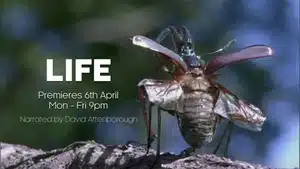 Close-up image of an insect with transparent wings and a detailed body structure.